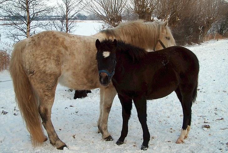New Forest Bjernagergårds Mischa - Mischa som føl sammen med hendes mor Amiga. billede 2