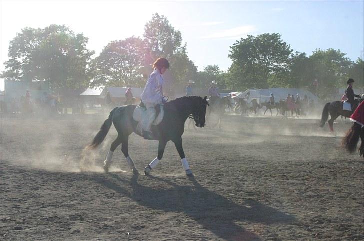 New Forest Bjernagergårds Mischa - Opvarming til NF show billede 3