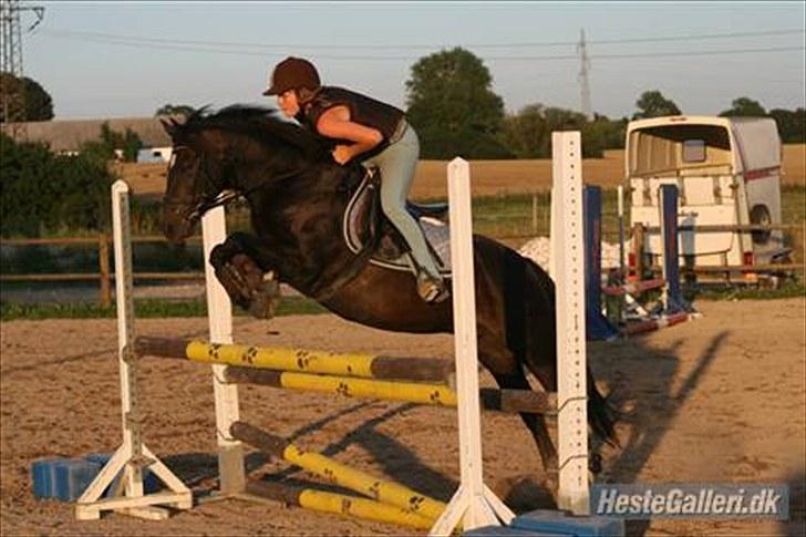 New Forest Bjernagergårds Mischa - Ridelejr 2009, Stengården billede 4