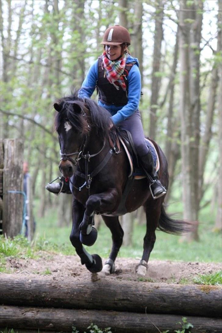 New Forest Bjernagergårds Mischa - Tærræntrænning forår 2010, Stengården billede 5