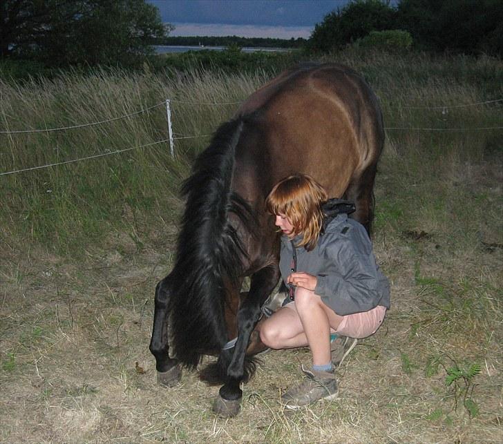 New Forest Bjernagergårds Mischa - Mischa gør alt for en gulerod billede 6