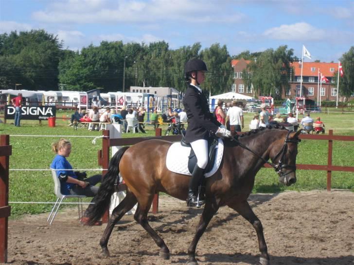 New Forest Lilholts Figo SOLGT - Hammerum..  billede 3