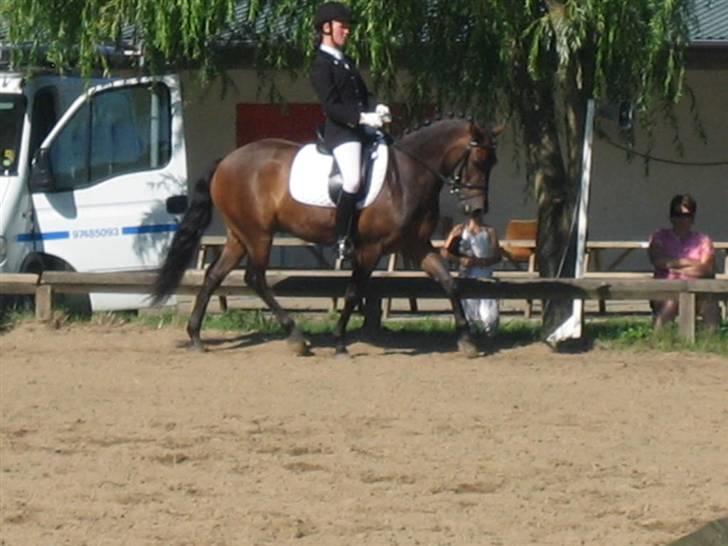New Forest Lilholts Figo SOLGT - hammerum billede 4