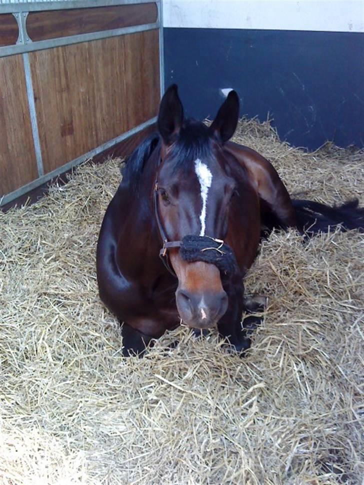 Holstener Clarissa R.I.P elsker dig billede 14