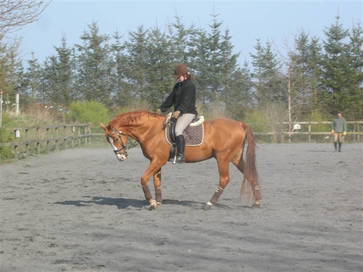 Anden særlig race Lorenzo (tidl. part) billede 1