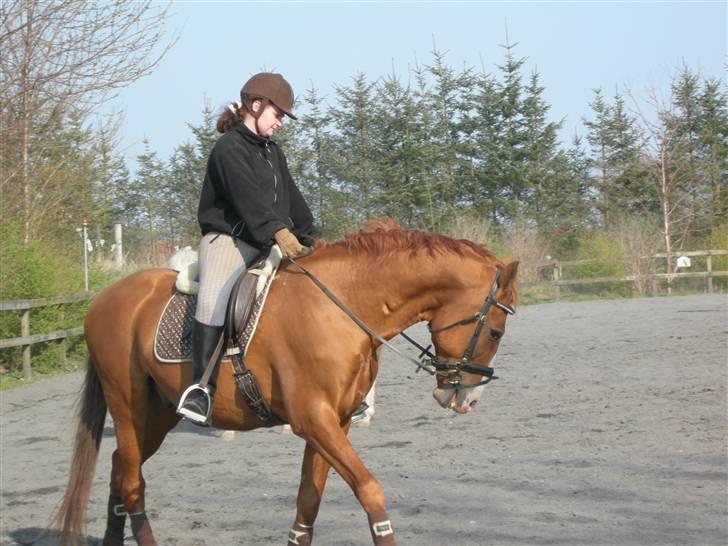 Anden særlig race Lorenzo (tidl. part) billede 2