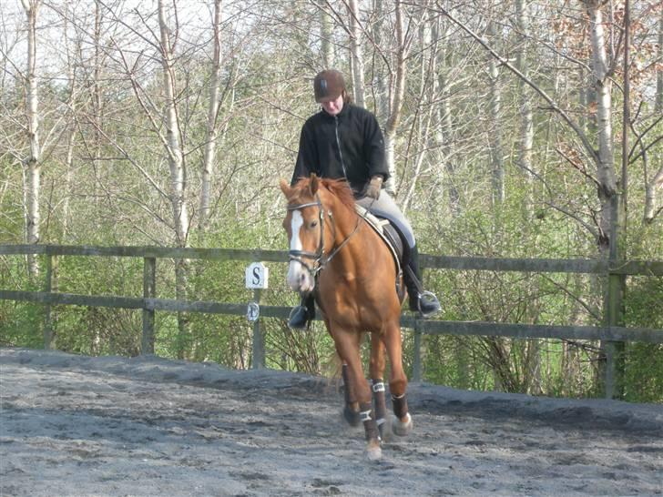 Anden særlig race Lorenzo (tidl. part) billede 3