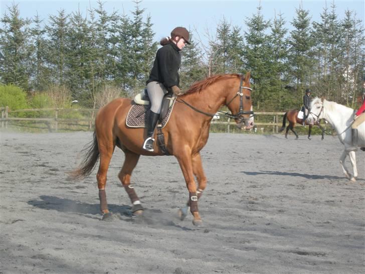 Anden særlig race Lorenzo (tidl. part) billede 4