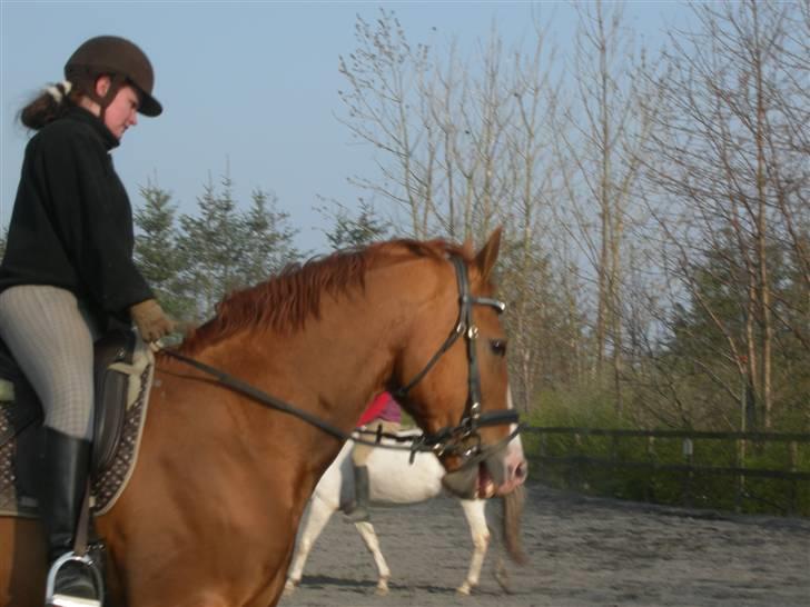 Anden særlig race Lorenzo (tidl. part) billede 5