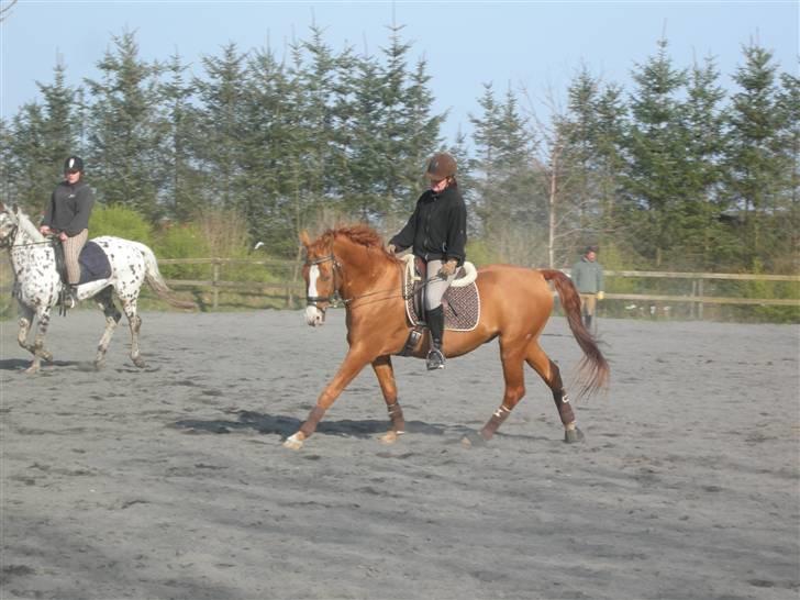 Anden særlig race Lorenzo (tidl. part) billede 6