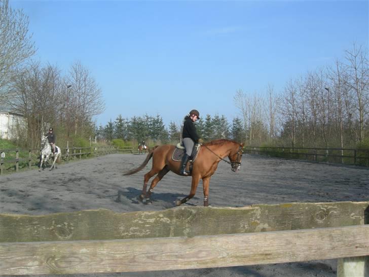 Anden særlig race Lorenzo (tidl. part) billede 7