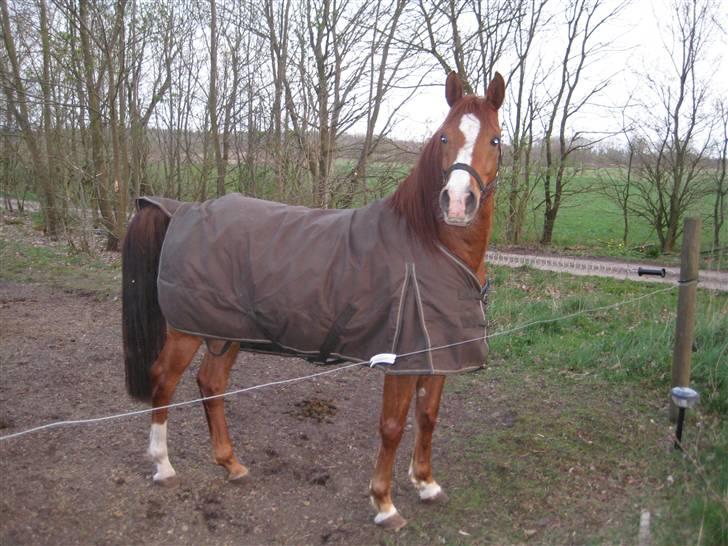 Arabisk fuldblod (OX) Shah Siimzek - Min dejlige lille hest billede 17