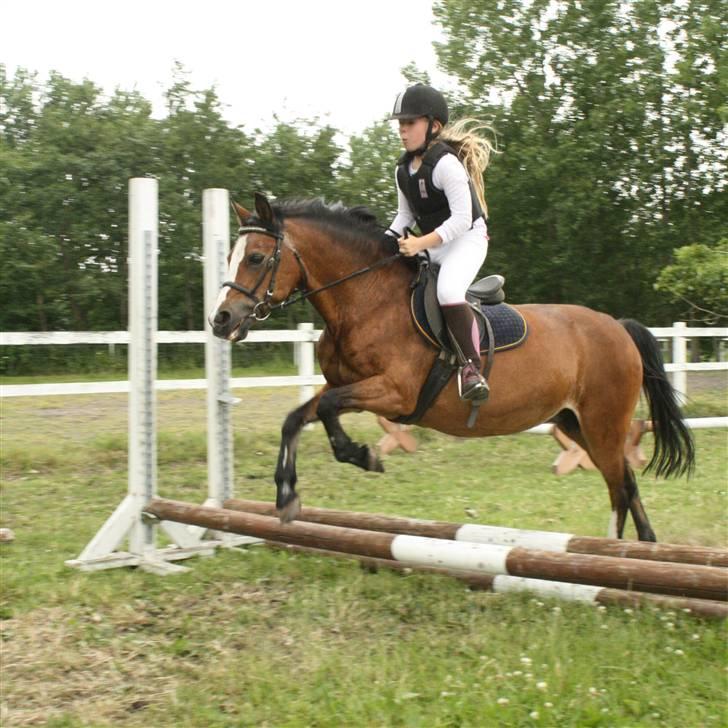 Welsh Pony af Cob-type (sec C) Polly Crown  R.I.P :'( <3 - Ridelejr 2009.. Du var så perfekt..! <3 billede 4