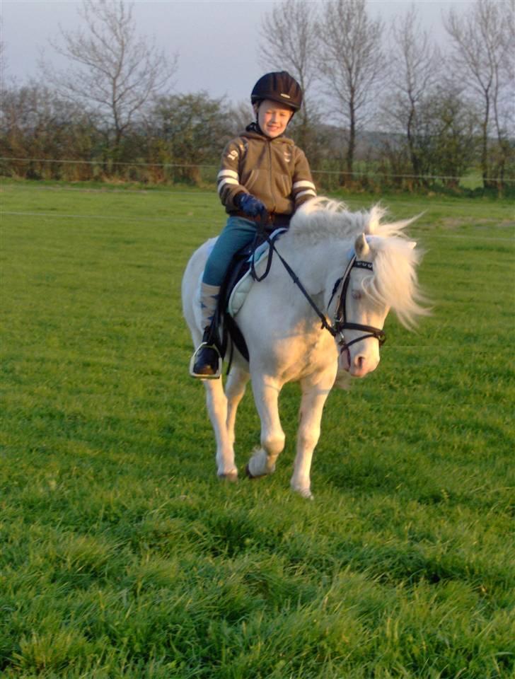 Welsh Pony af Cob-type (sec C) Casanova - Første ridetur efter at Nova er blevet vallak billede 14