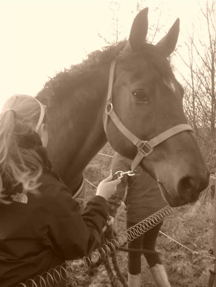 Dansk Varmblod Enghøjgaard M. Masson.  billede 9