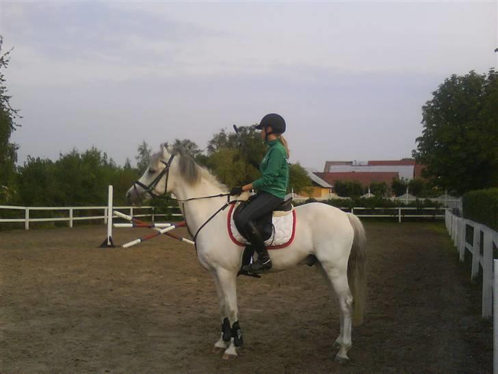 Anden særlig race Malu <33 billede 12