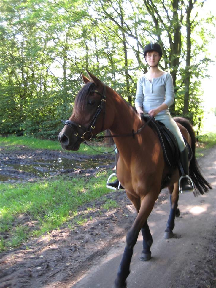 Arabisk fuldblod (OX) Copacabana - Vores første ridetur sammen. Coco er helt fantastisk og SÅ skøn at sidde på :o) billede 14