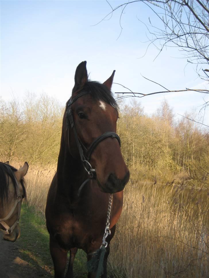 Anden særlig race Bacardi - 16 april 2009 billede 18