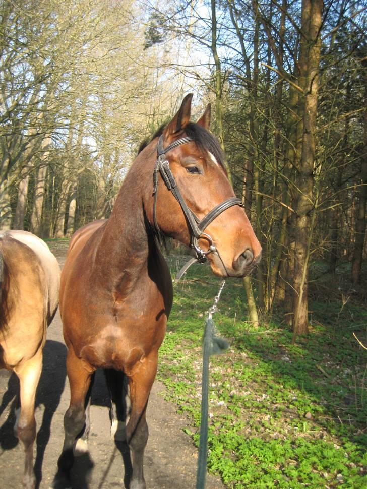 Anden særlig race Bacardi - 16 april 2009 billede 19