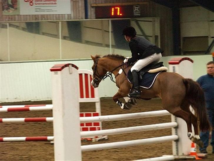 New Forest Escada (Ester)  - Foto: tidliger ejer Rebecca Toft. billede 2