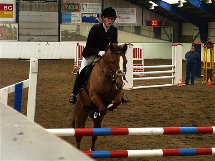 New Forest Escada (Ester)  - Foto: tidliger ejer Rebecca Toft. billede 3