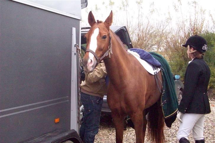 New Forest Escada (Ester)  - Foto: tidliger ejer Rebecca Toft. billede 4