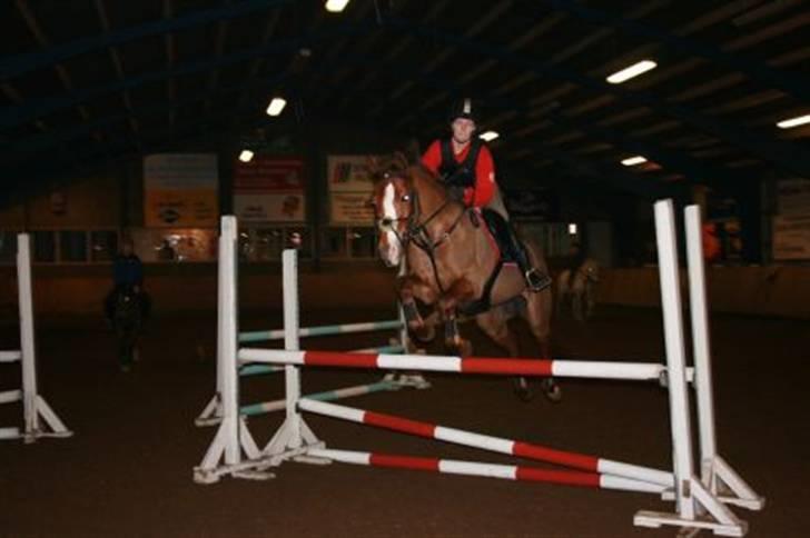 New Forest Escada (Ester)  - Foto: tidliger ejer Rebecca Toft. billede 5