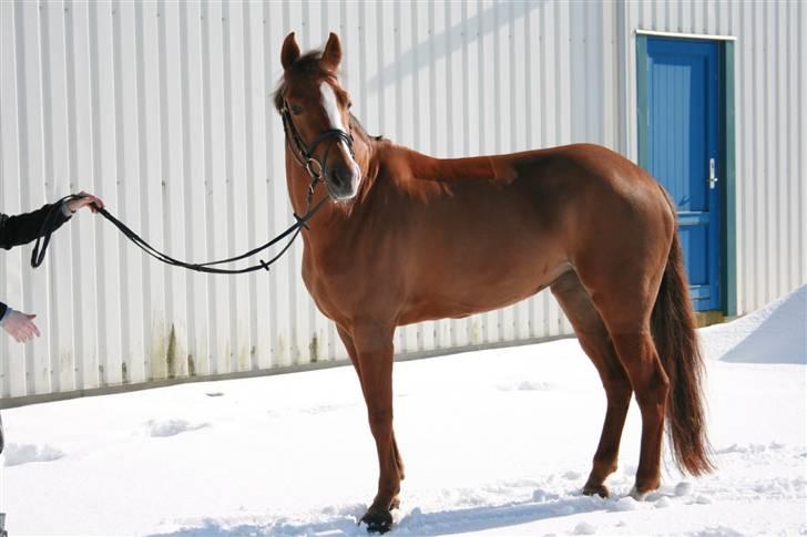New Forest Escada (Ester)  - Foto: tidliger ejer Rebecca Toft. billede 6