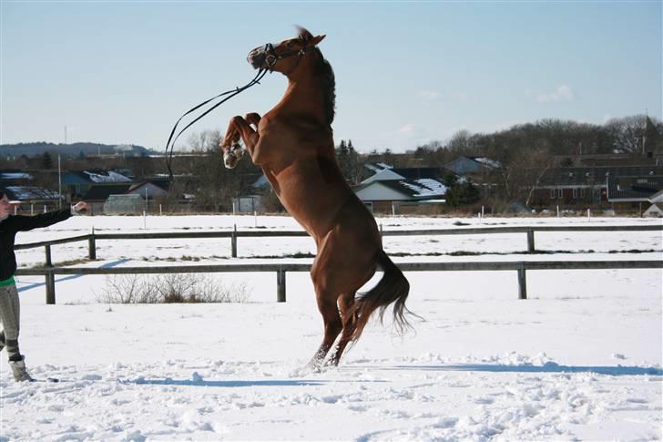 New Forest Escada (Ester)  - Foto: tidliger ejer Rebecca Toft. billede 7