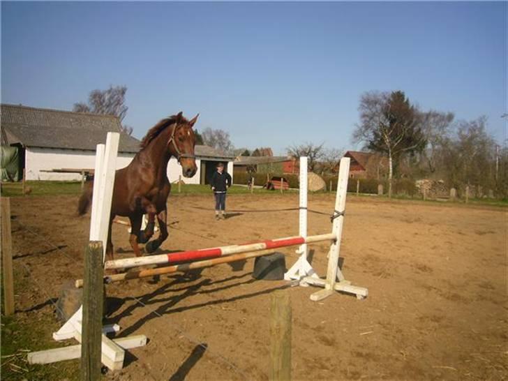 Dansk Varmblod Juvel Mols (Passer hest) - Så fint! billede 13