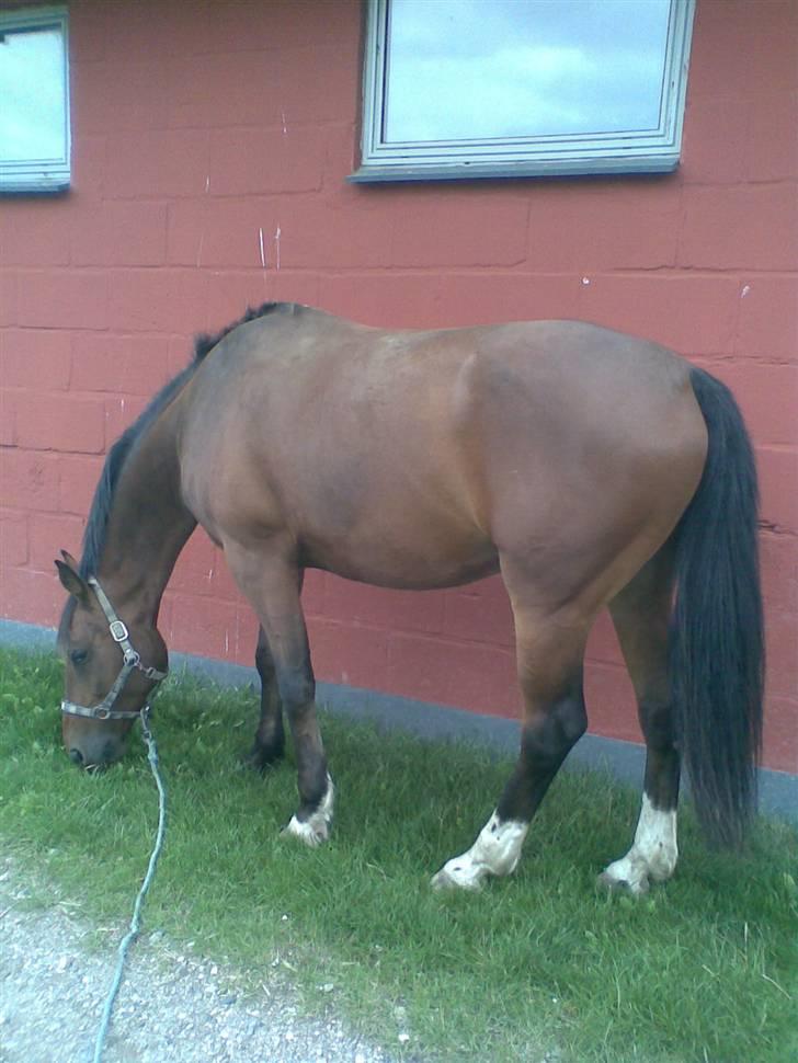Oldenborg Bruno - rider ik ham mere - Bruno på ferie på rideskolen :) billede 3