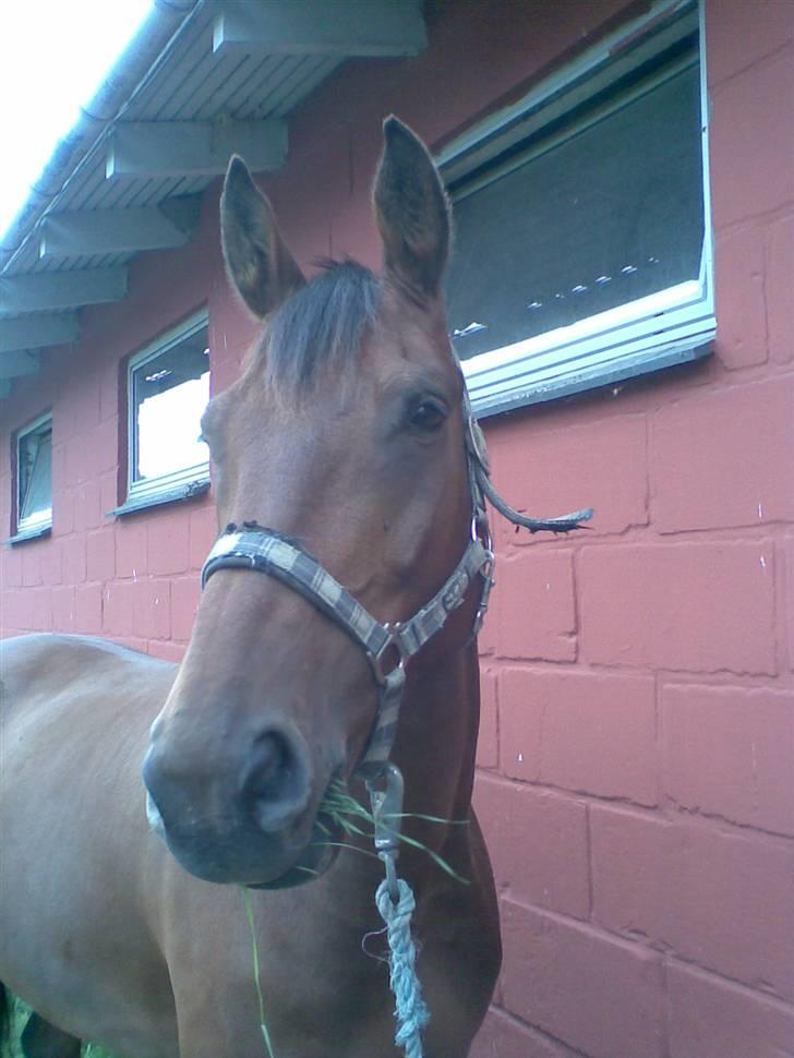 Oldenborg Bruno - rider ik ham mere - Også på ferie på rideskolen billede 4