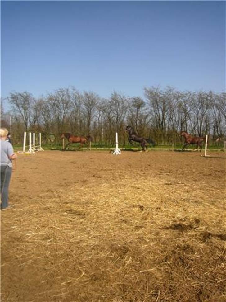 Dansk Varmblod Juvel Mols (Passer hest) - Merci, Bianca og Juvel billede 14