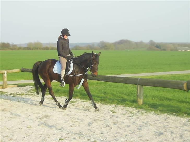 Traver Fame <3 Solgt. - lidt dressur xD billedet er taget af: min far. billede 15