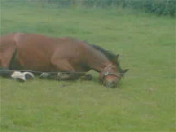 Oldenborg Bruno - rider ik ham mere - Dejligt med en rulle tur i det varme vejr.. billede 6