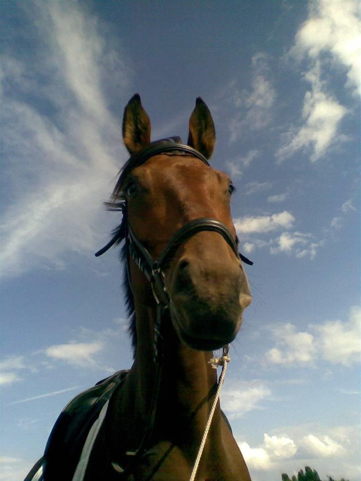 Oldenborg Bruno - rider ik ham mere - Ringridning i skovby 2008. Hva er det mon der er så spændende :) ? billede 7