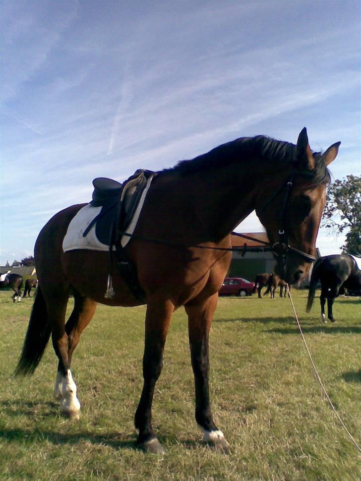 Oldenborg Bruno - rider ik ham mere - Også i skovby 08 billede 9