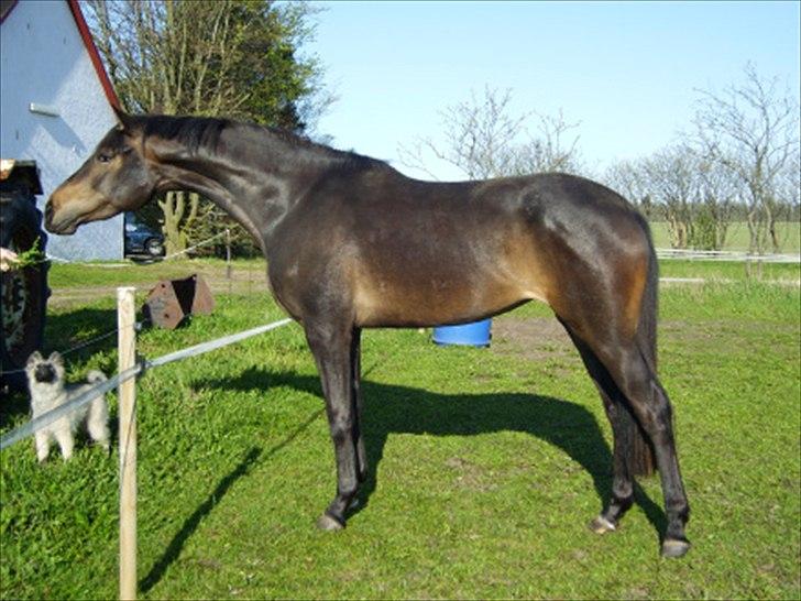 Dansk Varmblod Miss Dior - Miss Dior 3 år gammel billede 4