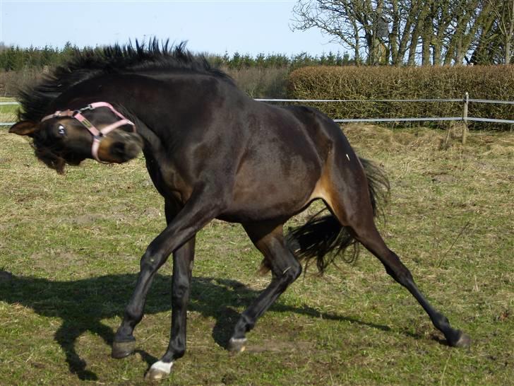 Dansk Varmblod Miss Dior billede 5