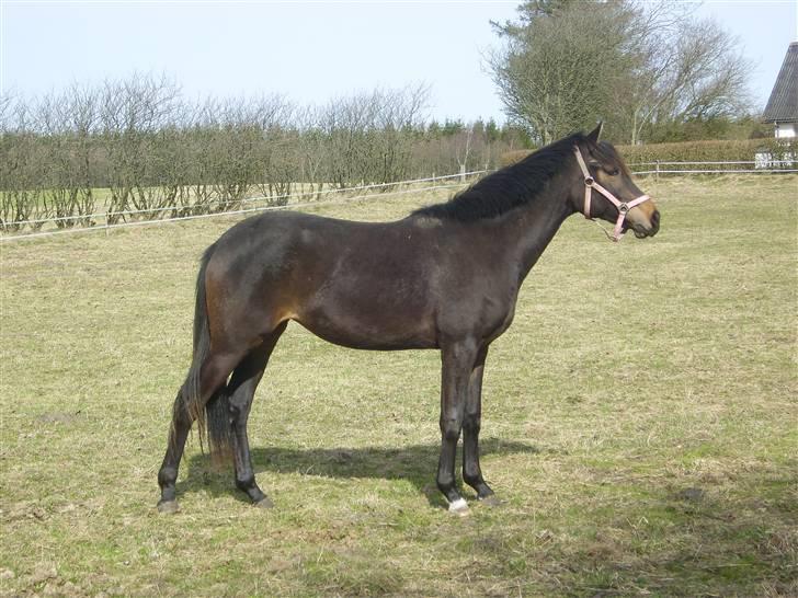 Dansk Varmblod Miss Dior billede 6