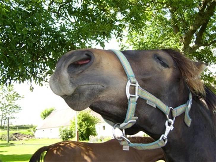 Dansk Varmblod Miss Dior billede 8