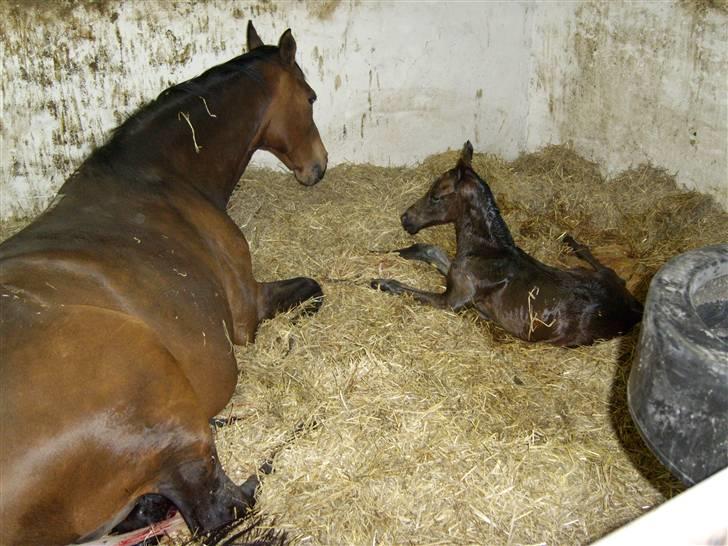 Dansk Varmblod Falcon billede 2