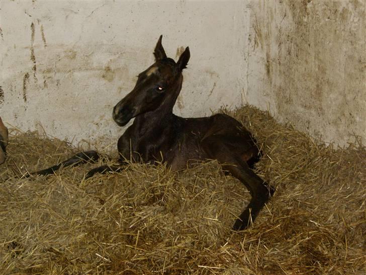 Dansk Varmblod Falcon billede 3