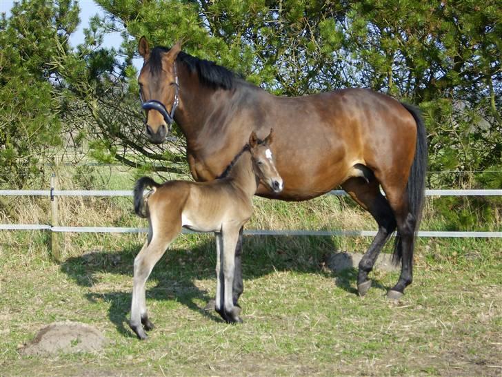 Dansk Varmblod Falcon billede 5