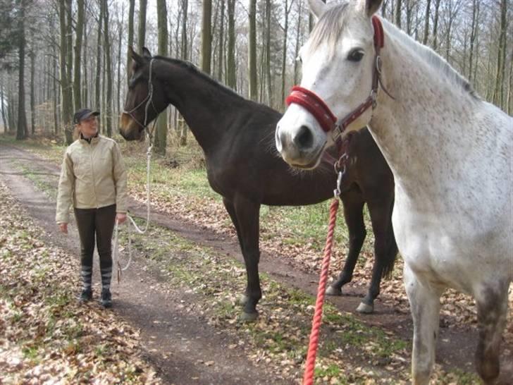 Dansk Varmblod Niendamgaards Morgan - Uhh hvor ser han høj ud på det billede :-) billede 11
