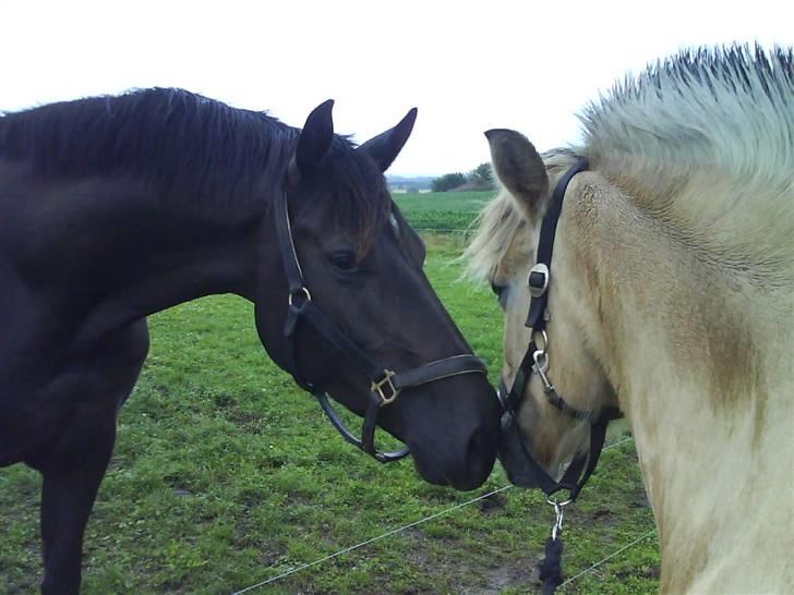 Fjordhest Ofelia  billede 20