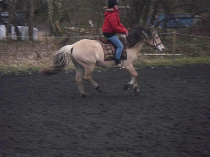 Fjordhest buli billede 7