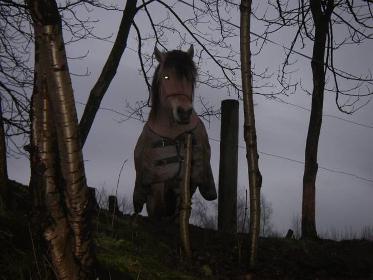 Fjordhest buli - buli er højt oppe hun er en droning billede 8