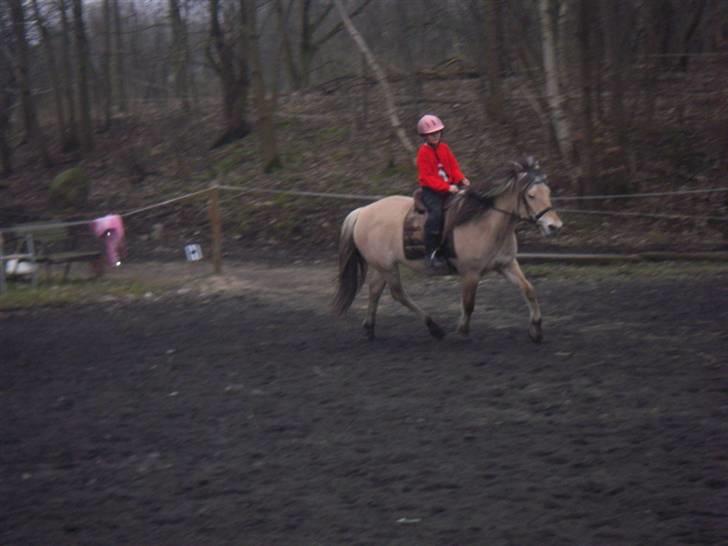 Fjordhest buli - se lille naja og buli hihihihihahahahaha billede 9