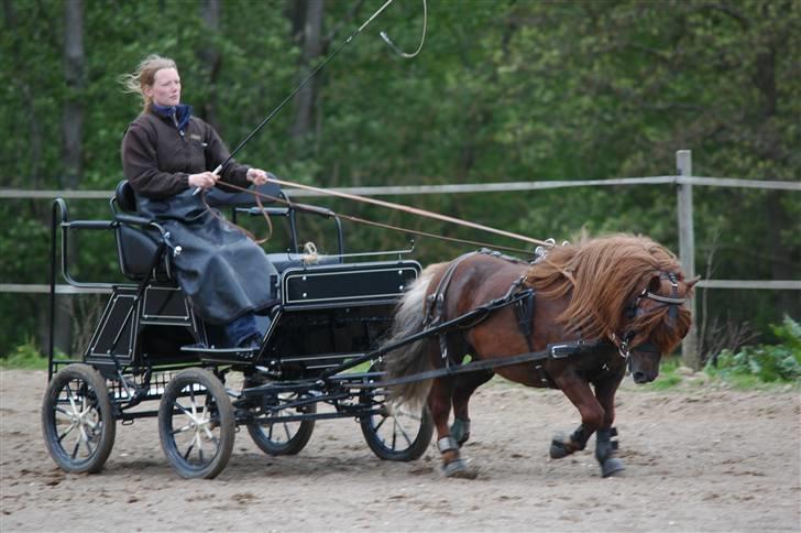 Shetlænder Sedgehill Onyx SH611  - Onyx på dressur banen maj 2009 billede 15